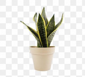 Tiger Piran Pot - Vipers Bowstring Hemp Houseplant Flowerpot PNG