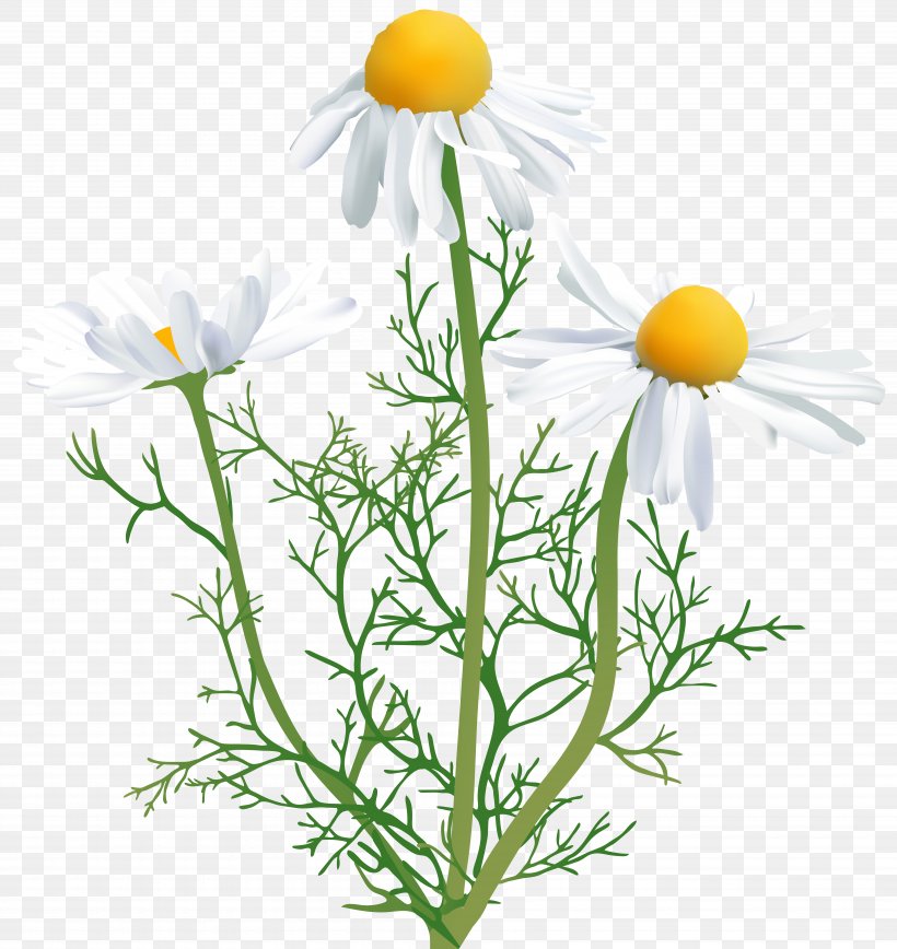 Common Daisy Chamomile Oxeye Daisy Clip Art, PNG, 7555x8000px, Common Daisy, Aster, Chamaemelum Nobile, Chamomile, Cut Flowers Download Free
