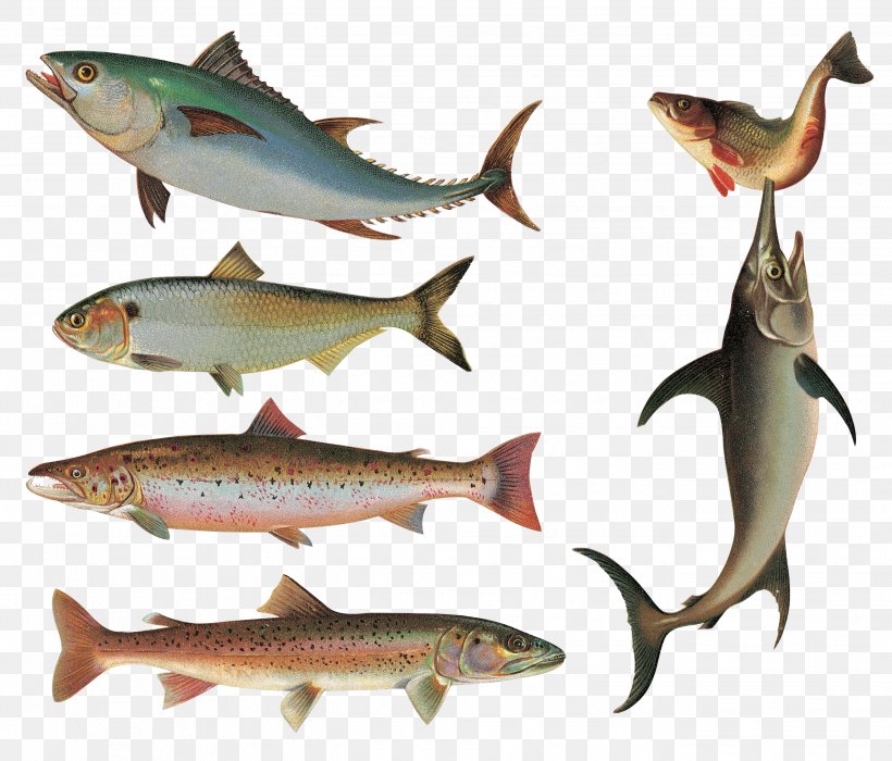 Fish As Food Sardine Clip Art, PNG, 2681x2289px, Bony Fishes, Animal, Batoidea, Bony Fish, Cod Download Free