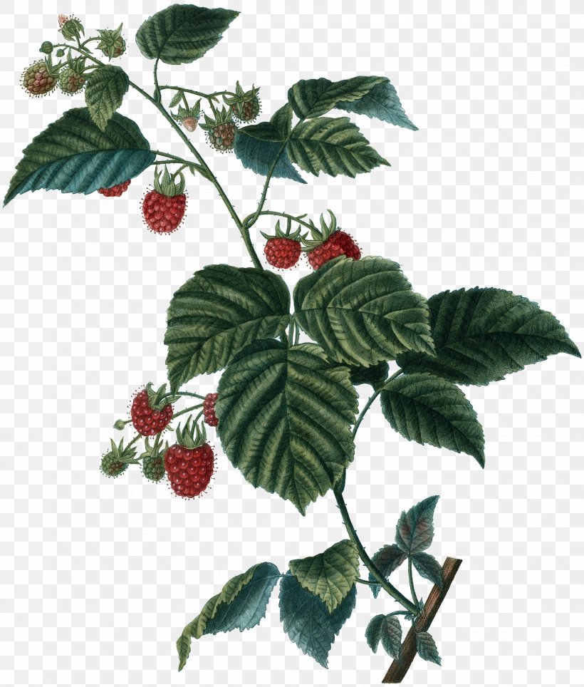 Red Flower, PNG, 3062x3600px, Raspberry, Berries, Blackberry, Brambles, Branch Download Free