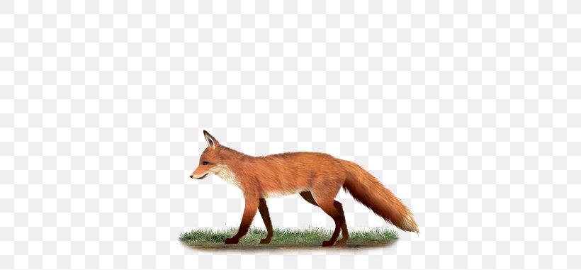 Red Fox Wildlife Tail Fox News, PNG, 678x381px, Red Fox, Carnivoran, Dog Like Mammal, Fauna, Fox Download Free