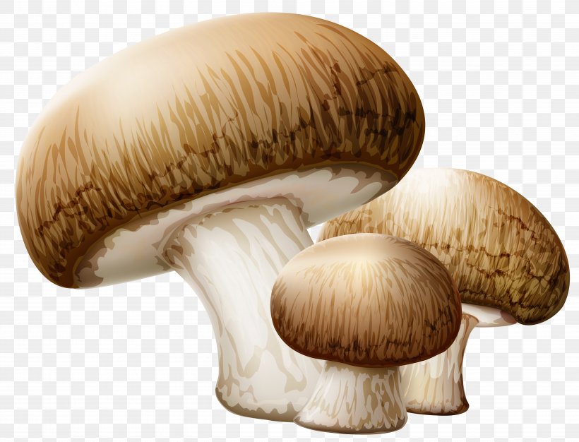 Common Mushroom Edible Mushroom Clip Art, PNG, 5148x3934px, Common Mushroom, Agaricaceae, Agaricomycetes, Agaricus, Amanita Muscaria Download Free