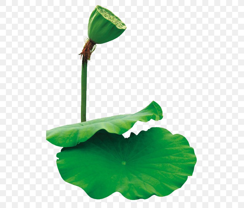 Leaf Nelumbo Nucifera Lotus Effect Euclidean Vector, PNG, 700x700px, Leaf, Gratis, Green, Ink, Lotus Effect Download Free