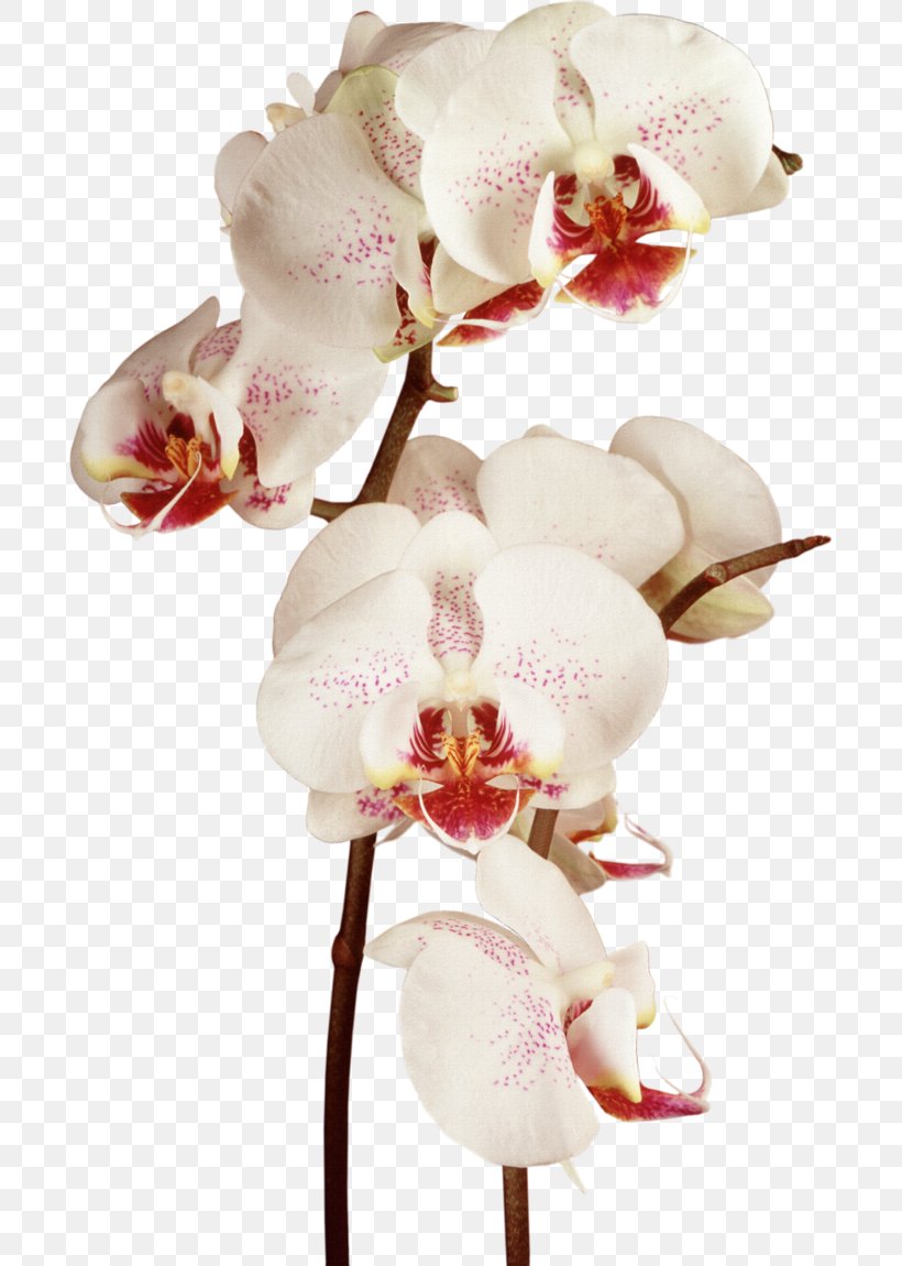 Orchids Flower Clip Art, PNG, 694x1150px, Orchids, Cut Flowers, Digital Image, Floral Design, Floristry Download Free