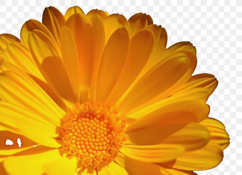 Blossom Background, PNG, 2352x1700px, Marigold, Amber, Annual Plant, Asterales, Barberton Daisy Download Free