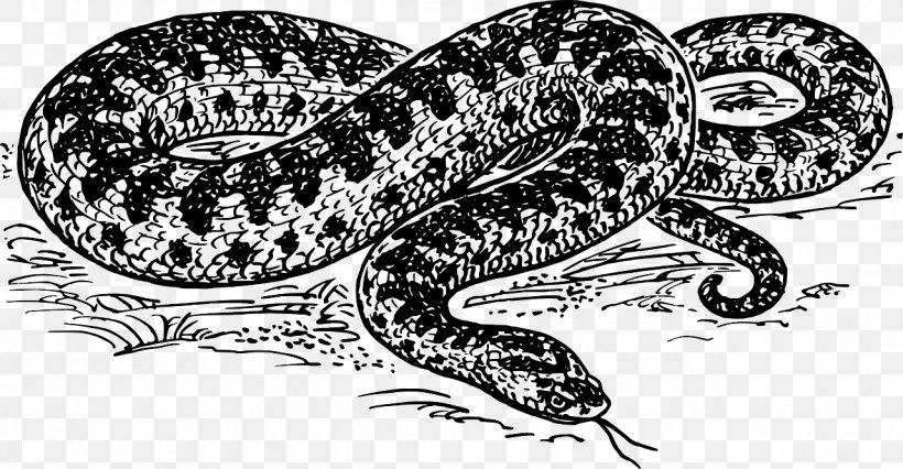 Snake Common European Viper Clip Art, PNG, 1280x665px, Snake, Amphibian, Art, Black And White, Boa Constrictor Download Free