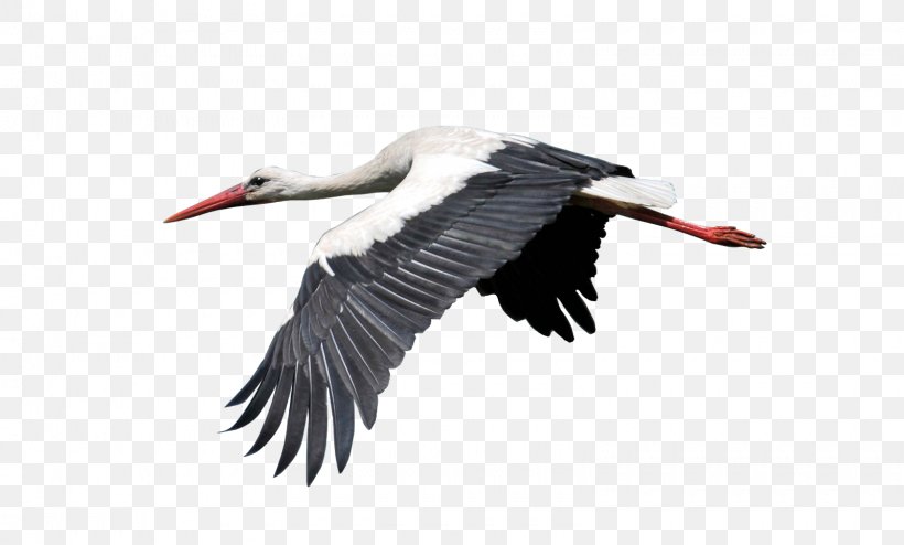 White Stork Bird Crane Egret, PNG, 1600x964px, White Stork, Beak, Bird, Ciconia, Ciconiiformes Download Free