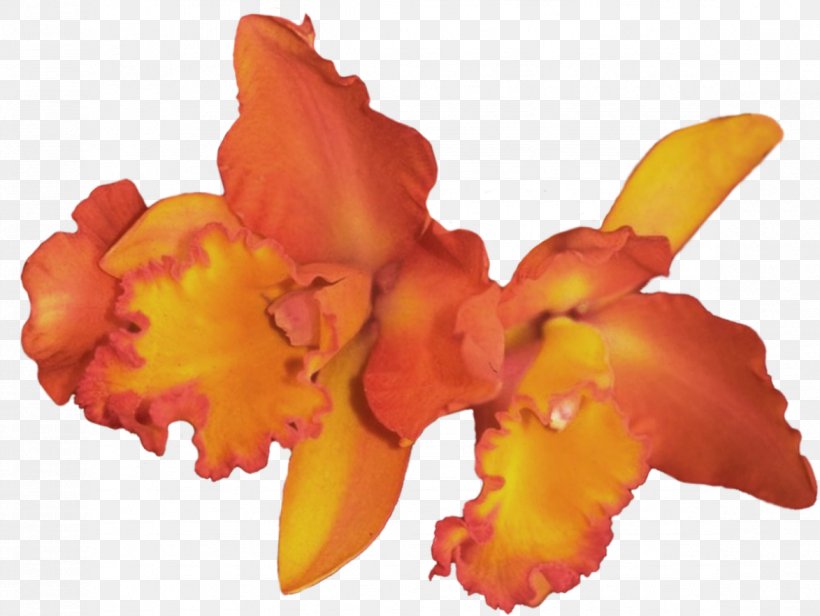 Clip Art Orchids Flower Adobe Photoshop, PNG, 1173x882px, Orchids, Canna Family, Canna Lily, Cattleya, Cattleya Orchids Download Free
