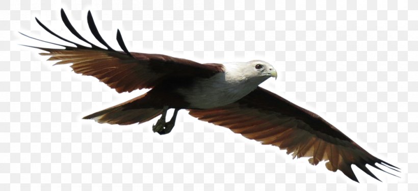 Eagle Vulture Fauna Beak Feather, PNG, 1000x458px, Eagle, Accipitriformes, Beak, Bird, Bird Of Prey Download Free