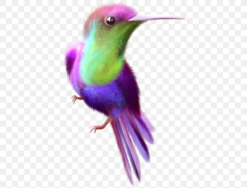 Hummingbird Color Image, PNG, 412x624px, Hummingbird, Animal, Beak, Bird, Color Download Free