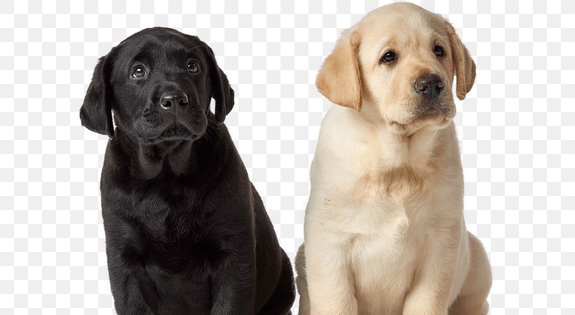 Labrador Retriever Puppy Dog Breed Golden Retriever Companion Dog, PNG, 600x450px, Labrador Retriever, Breed, Carnivoran, Christmas, Companion Dog Download Free