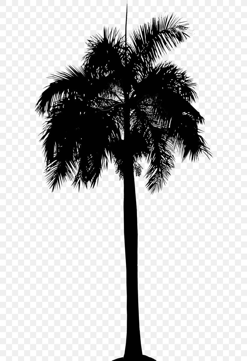 Asian Palmyra Palm Date Palm Leaf Palm Trees Plant Stem, PNG, 596x1196px, Asian Palmyra Palm, Arecales, Attalea Speciosa, Blackandwhite, Borassus Download Free