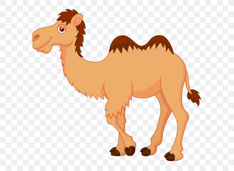 Camel Royalty-free Cartoon Clip Art, PNG, 600x600px, Camel, Arabian Camel, Camel Like Mammal, Cartoon, Depositphotos Download Free