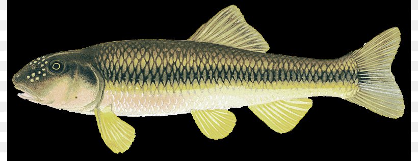 Carp River Chub Rudd Perch Fish, PNG, 792x317px, Carp, Animal, Animal Figure, Bass, Bony Fish Download Free