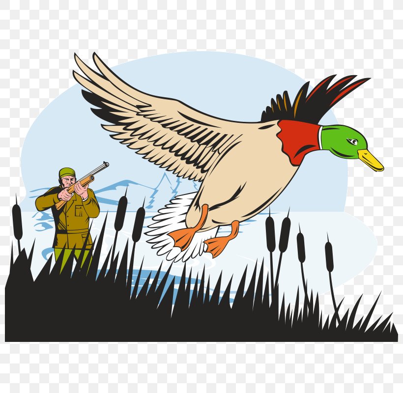 Duck Mallard Goose Hunting, PNG, 800x800px, Duck, Art, Beak, Bird, Ducks Geese And Swans Download Free