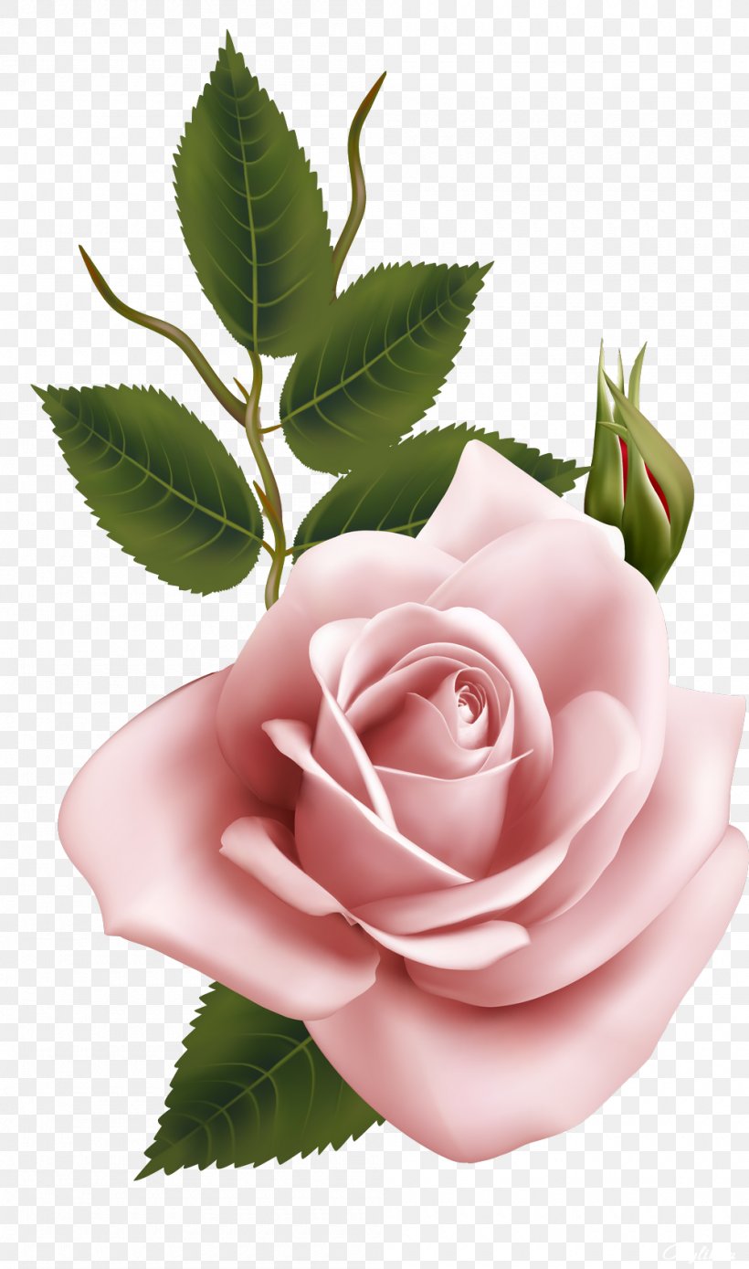 Garden Roses Cabbage Rose Floribunda Clip Art, PNG, 1000x1694px, Garden Roses, Cabbage Rose, Cut Flowers, Floribunda, Flower Download Free