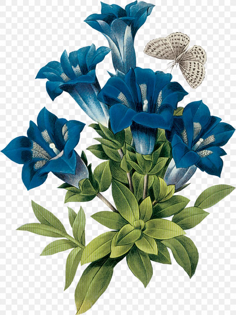Gentian Botanical Illustration Blue Flower, PNG, 897x1200px, Gentian, Blue, Botanical Illustration, Botany, Cut Flowers Download Free