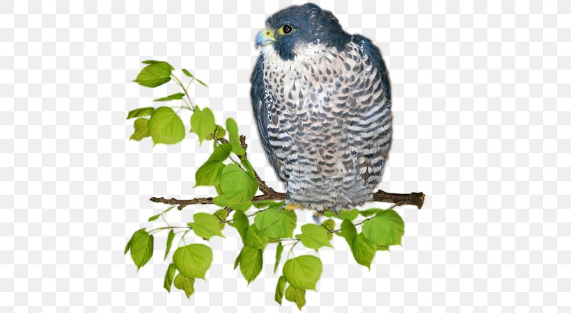 Hawk Owl Beak Fauna Falcon, PNG, 500x450px, Hawk, Arabs, Beak, Bird, Bird Of Prey Download Free