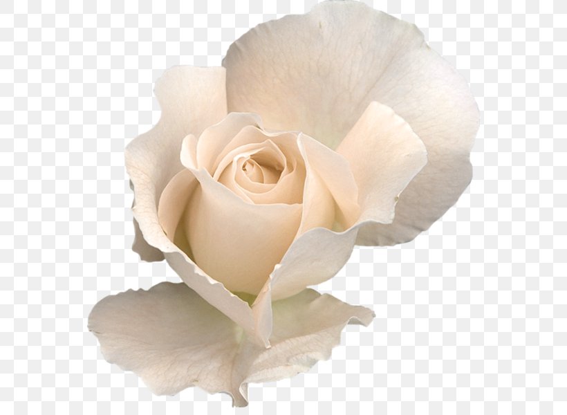 Rose White Flower Clip Art, PNG, 592x600px, Rose, Cut Flowers, Floribunda, Flower, Flower Bouquet Download Free