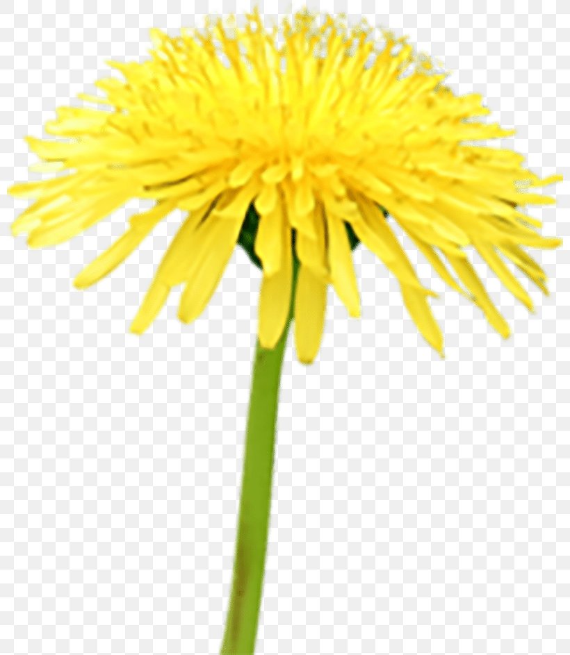 Beekeeping Pollinator Beneficial Insects Common Dandelion, PNG, 800x943px, Bee, Beekeeping, Beneficial Insects, Bumblebee, Common Dandelion Download Free