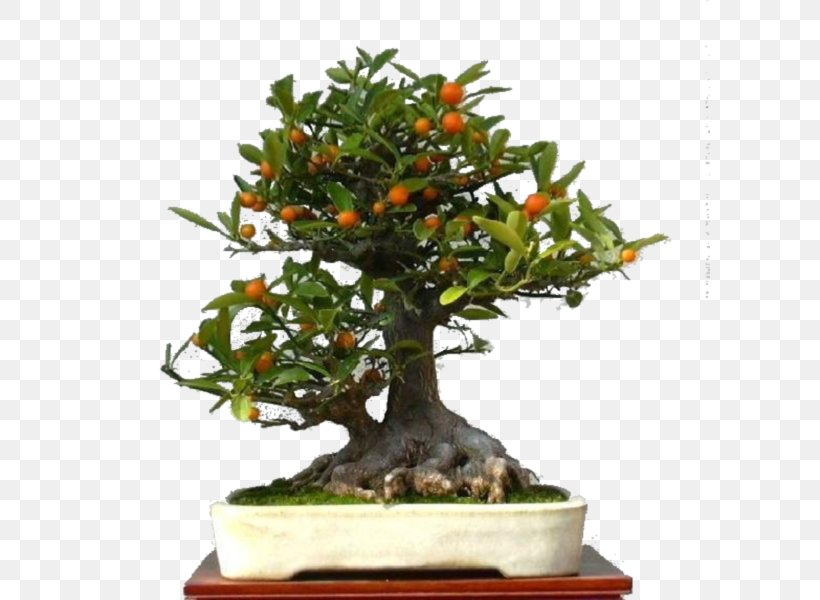 Chinese Sweet Plum Fruit Tree Flowerpot Vegetable, PNG, 600x600px, Chinese Sweet Plum, Bonsai, Eating, Flower, Flowerpot Download Free
