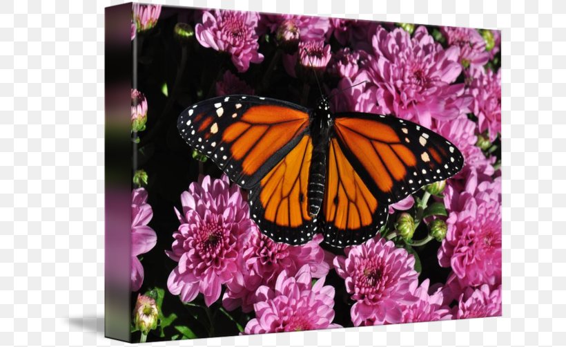 Monarch Butterfly Art Current Gallery Insect, PNG, 650x502px, Monarch Butterfly, Art, Art Museum, Artist, Brush Footed Butterfly Download Free