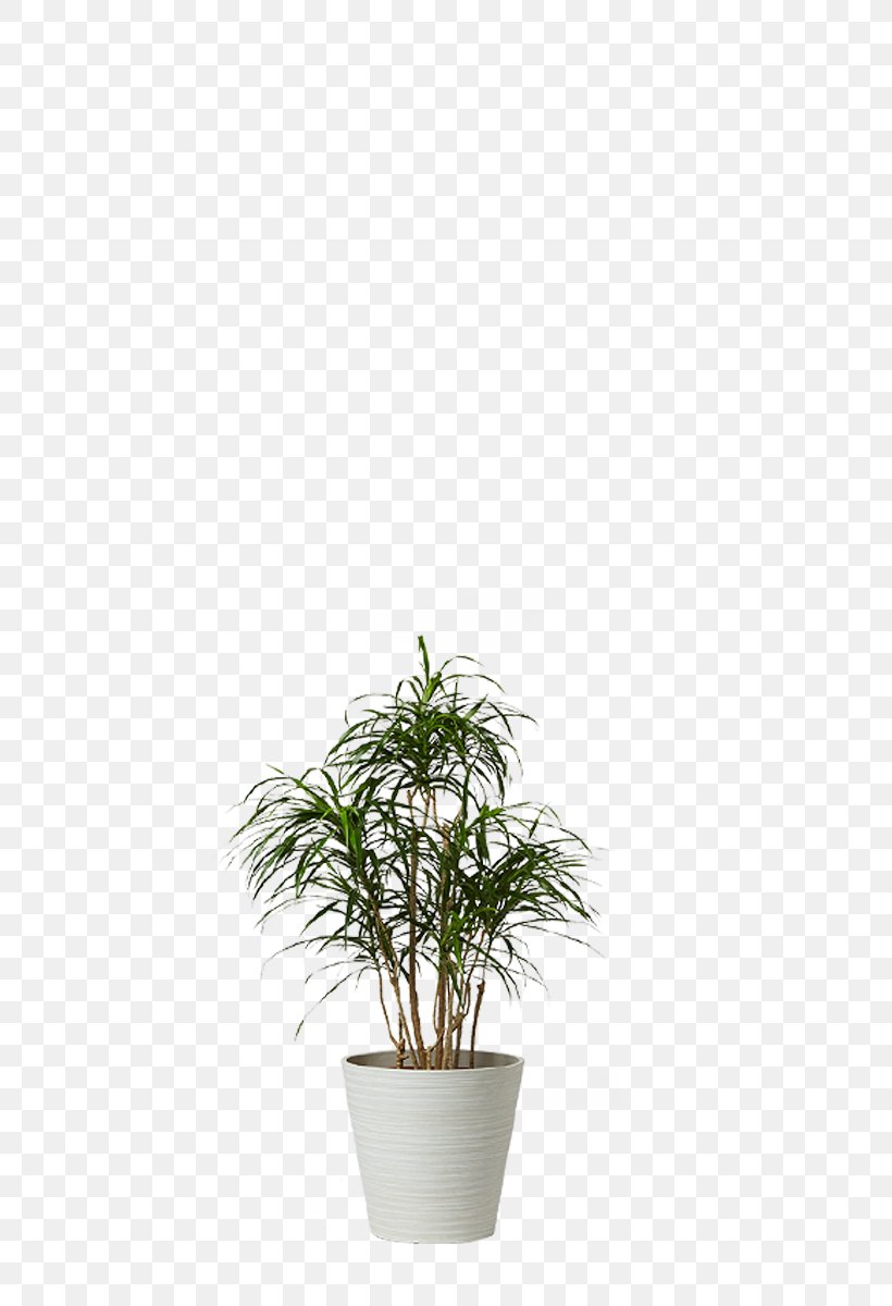 Monstera Houseplant Dracaena Agavaceae Wattles, PNG, 800x1200px, Monstera, Agavaceae, Agave, Arums, Dracaena Download Free