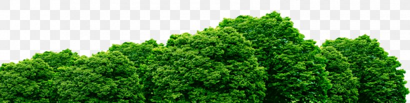 Tree Shrub Desktop Wallpaper, PNG, 1750x441px, Tree, Biome, Brochure, Conifer, Evergreen Download Free