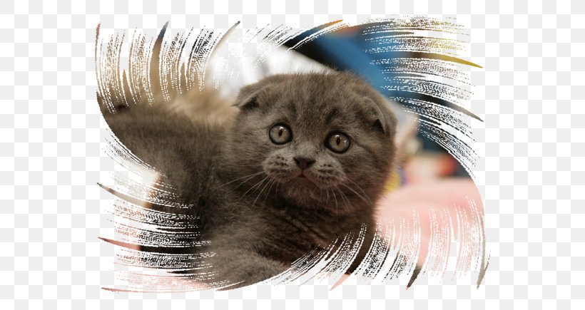 Whiskers Scottish Fold Nebelung Kitten Fur, PNG, 600x435px, Whiskers, Carnivoran, Cat, Cat Like Mammal, Closeup Download Free