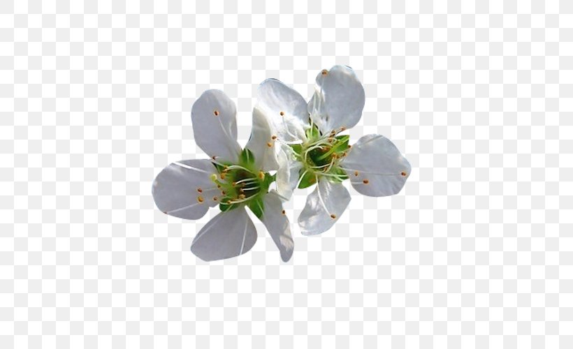 Blossom Petal Flower, PNG, 500x500px, Blossom, Branch, Cherry Blossom, Drawing, Flower Download Free