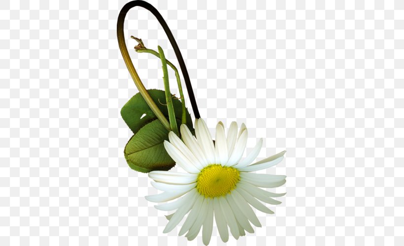 Flower Chrysanthemum Floral Design Oxeye Daisy, PNG, 345x500px, Flower, Blog, Centerblog, Chamaemelum Nobile, Chrysanthemum Download Free
