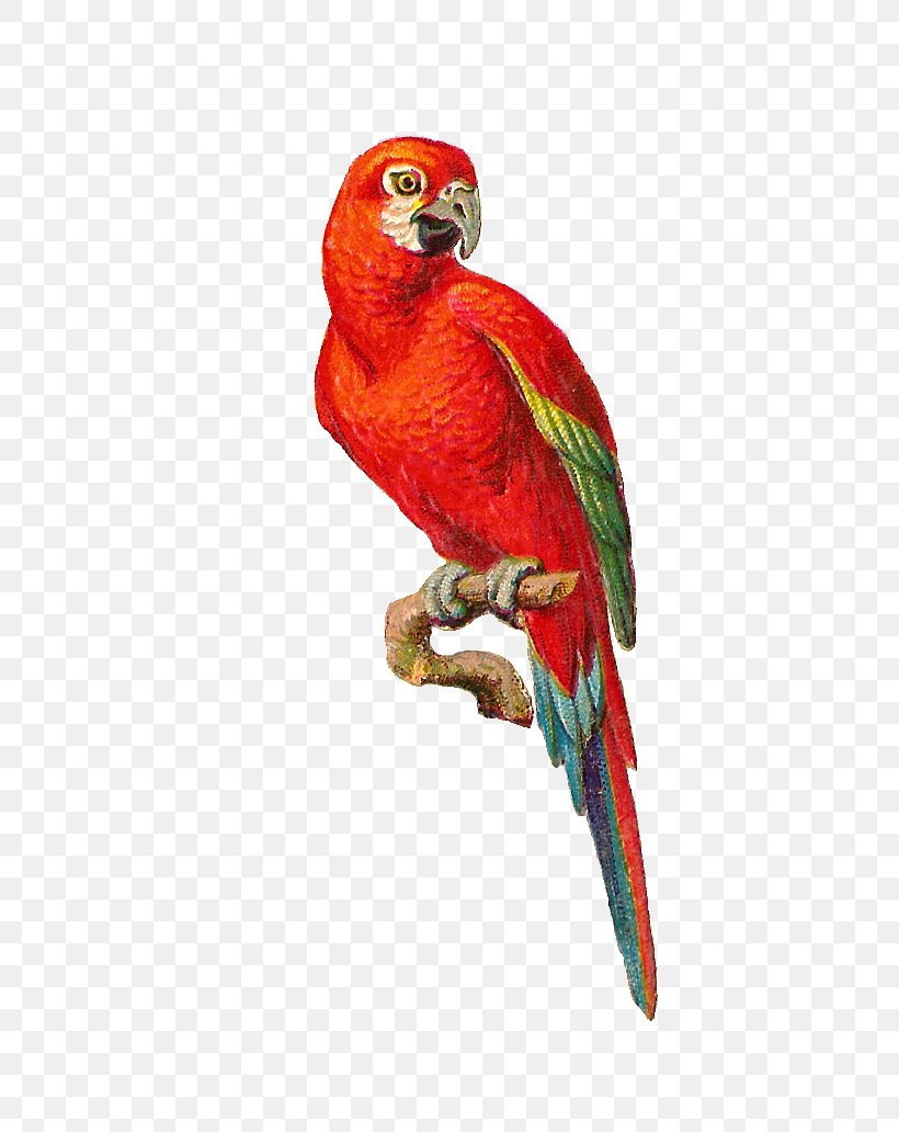Parrot Lovebird Clip Art, PNG, 722x1032px, Parrot, Beak, Bird, Blueandyellow Macaw, Common Pet Parakeet Download Free