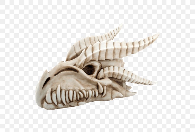 Skull Skeleton Dinosaur Dragon, PNG, 555x555px, Skull, Bone, Dinosaur, Dragon, Jaw Download Free