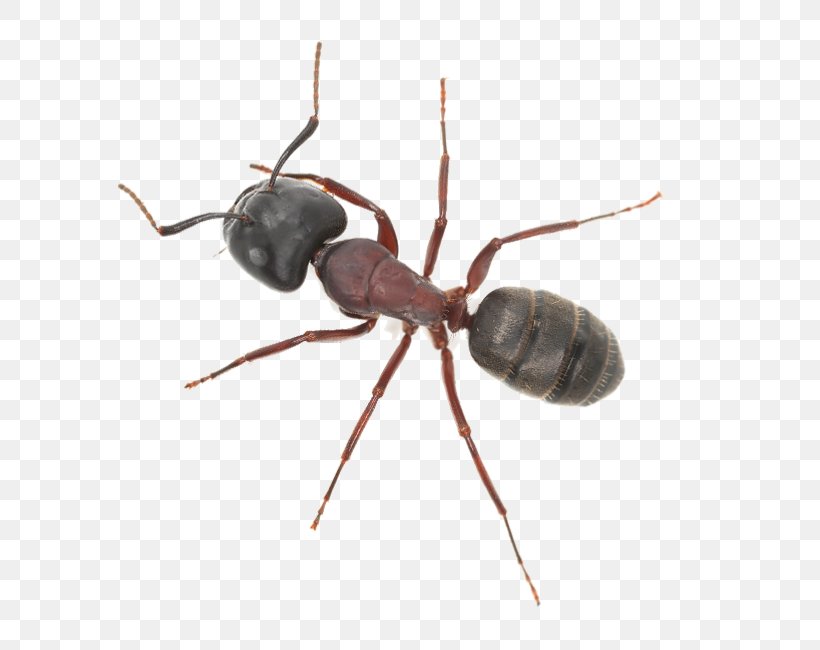 Ant Insect Pest Control Termite, PNG, 722x650px, Ant, Arizona, Arthropod, Contamination, Food Download Free