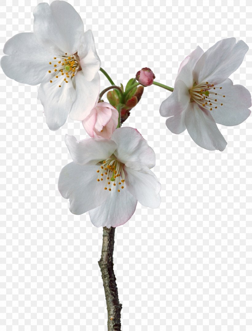 Flower Clip Art, PNG, 1918x2526px, Flower, Blossom, Branch, Cerasus, Cherry Blossom Download Free