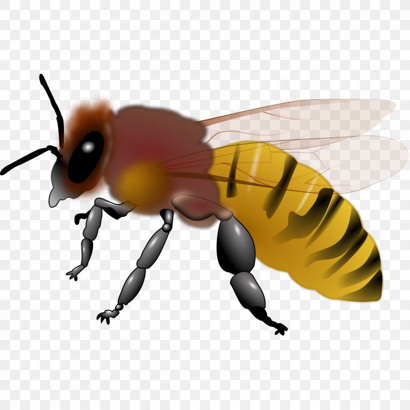 Honey Bee Bumblebee Clip Art, PNG, 2400x2400px, Bee, Arthropod, Bumblebee, Cartoon, Drawing Download Free