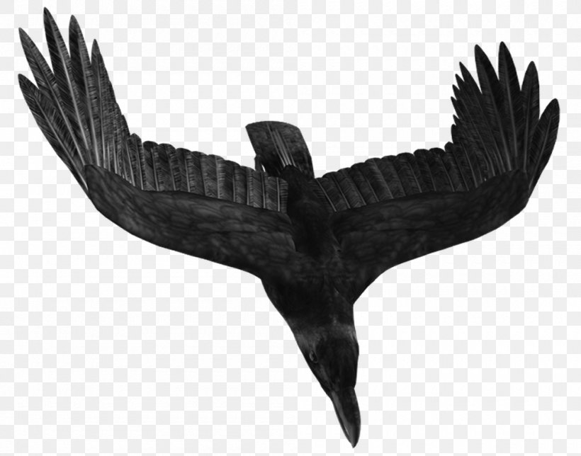 Bird Crows Icon, PNG, 1000x786px, Bird, Beak, Bird Of Prey, Black And White, Crows Download Free