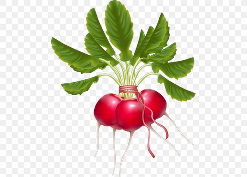 Daikon Turnip Vegetable Clip Art Radish, PNG, 480x589px, Daikon, Beet, Beetroot, Black Spanish Radish, Diet Food Download Free