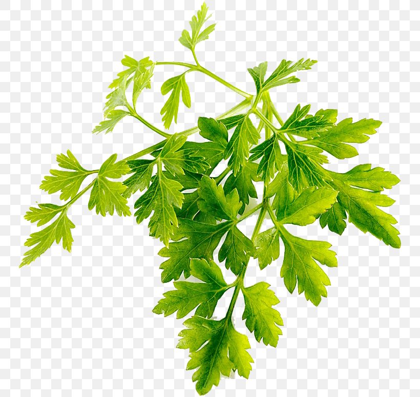 Parsley Coriander Chervil Stock Photography, PNG, 748x775px, Parsley, Branch, Chervil, Coriander, Food Download Free