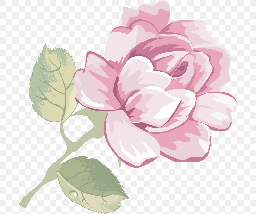 Rose, PNG, 700x685px, Pink, Camellia, Chinese Peony, Flower, Geranium Download Free