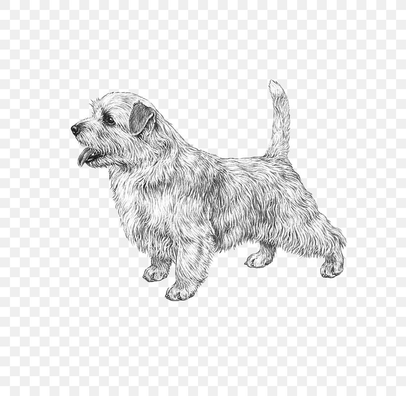 Glen Cairn Terrier Norfolk Terrier Dog Breed Rare Breed (dog), PNG, 800x800px, Glen, Black And White, Breed, Breed Group Dog, Cairn Terrier Download Free