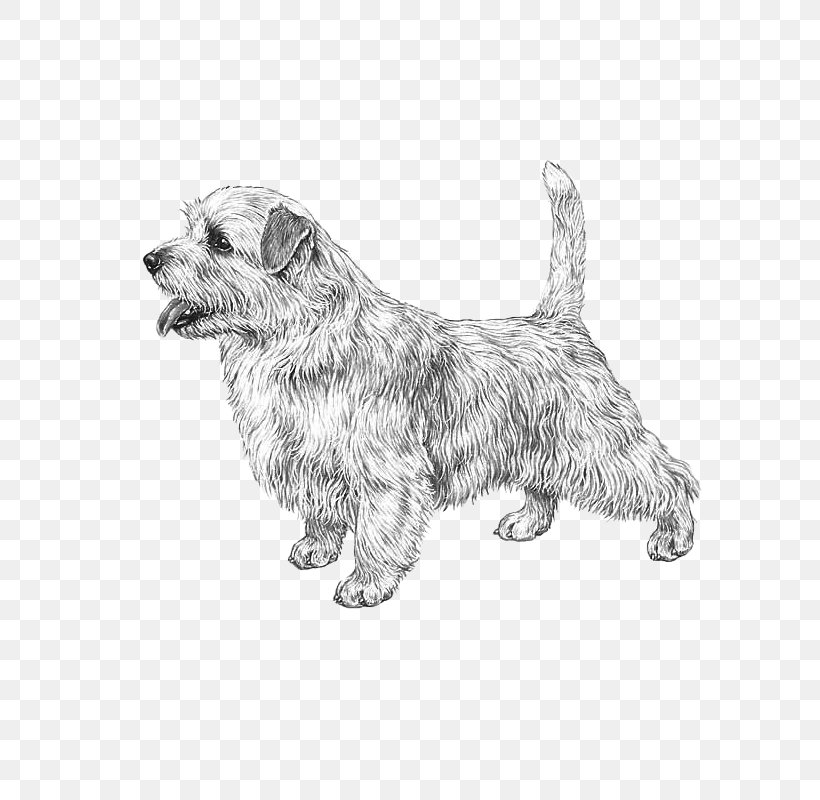 Glen Cairn Terrier Norfolk Terrier Dog Breed Rare Breed Dog Png 800x800px Glen Black And White