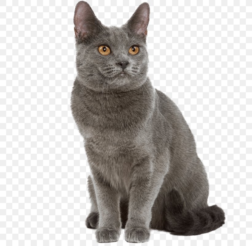 Korat Chartreux Russian Blue British Shorthair European Shorthair