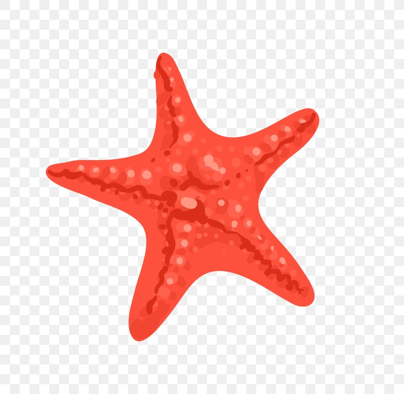 Starfish Euclidean Vector, PNG, 800x800px, Starfish, Chart, Drawing, Echinoderm, Invertebrate Download Free