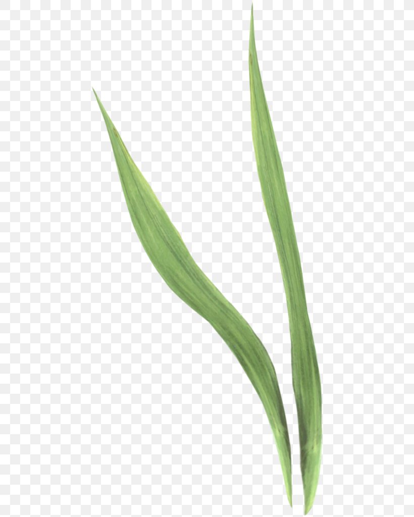Herbaceous Plant Plant Stem Leaf Clip Art, PNG, 462x1024px, Herbaceous Plant, Allium Fistulosum, Child, Commodity, Flower Download Free