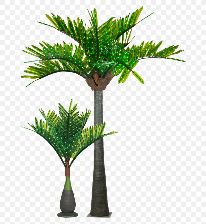 Light Arecaceae Tree Date Palm Clip Art, PNG, 684x889px, Light, Arecaceae, Arecales, Borassus Flabellifer, Coconut Download Free