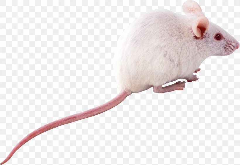 Computer Mouse Rat Rodent, PNG, 2438x1678px, Computer Mouse, Gerbil, Gimp, Laboratory Rat, Mammal Download Free