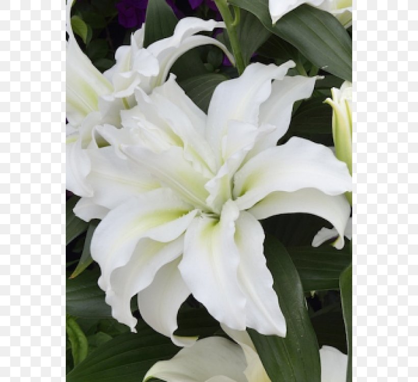 Lilium Bulb Flower Internet Herbaceous Plant, PNG, 750x750px, Lilium, Bulb, Flower, Flowering Plant, Garden Download Free