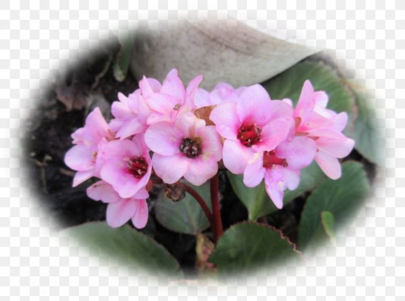 Primrose Pink M Flowerpot Shrub Annual Plant, PNG, 857x638px, Primrose, Annual Plant, Flower, Flowering Plant, Flowerpot Download Free