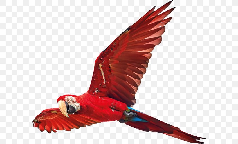 Scarlet Macaw Bird Feather True Parrot, PNG, 600x497px, Macaw, Beak, Bird, Common Pet Parakeet, Feather Download Free